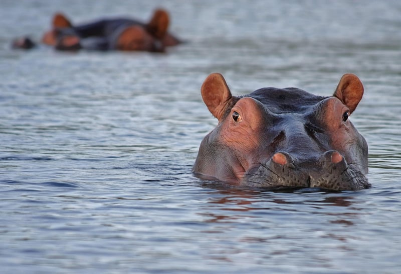 African Wildlife